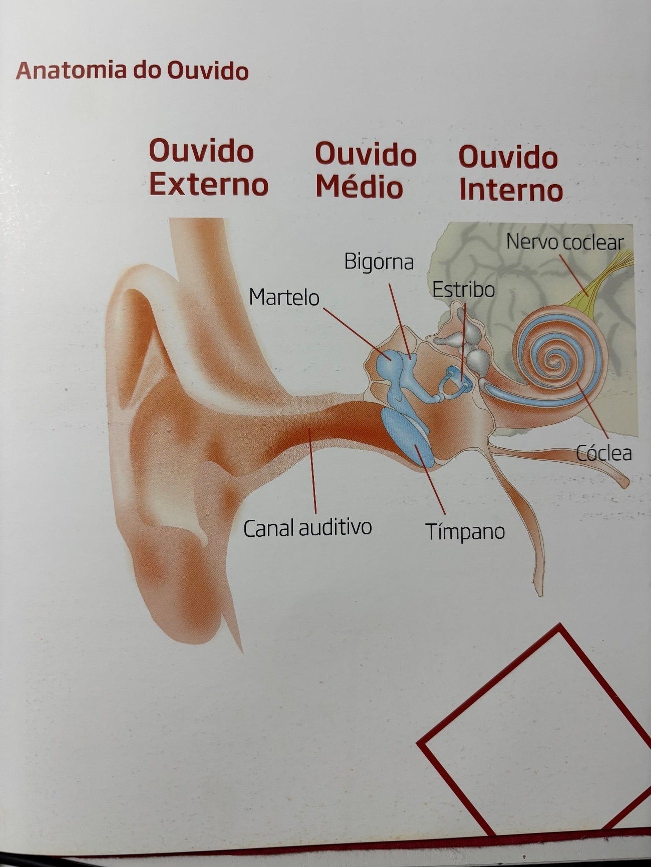 Anatomia do ouvido